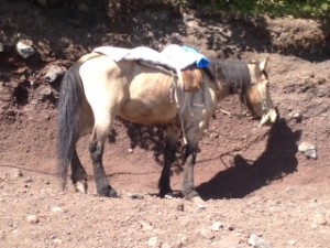 乗れなかった馬